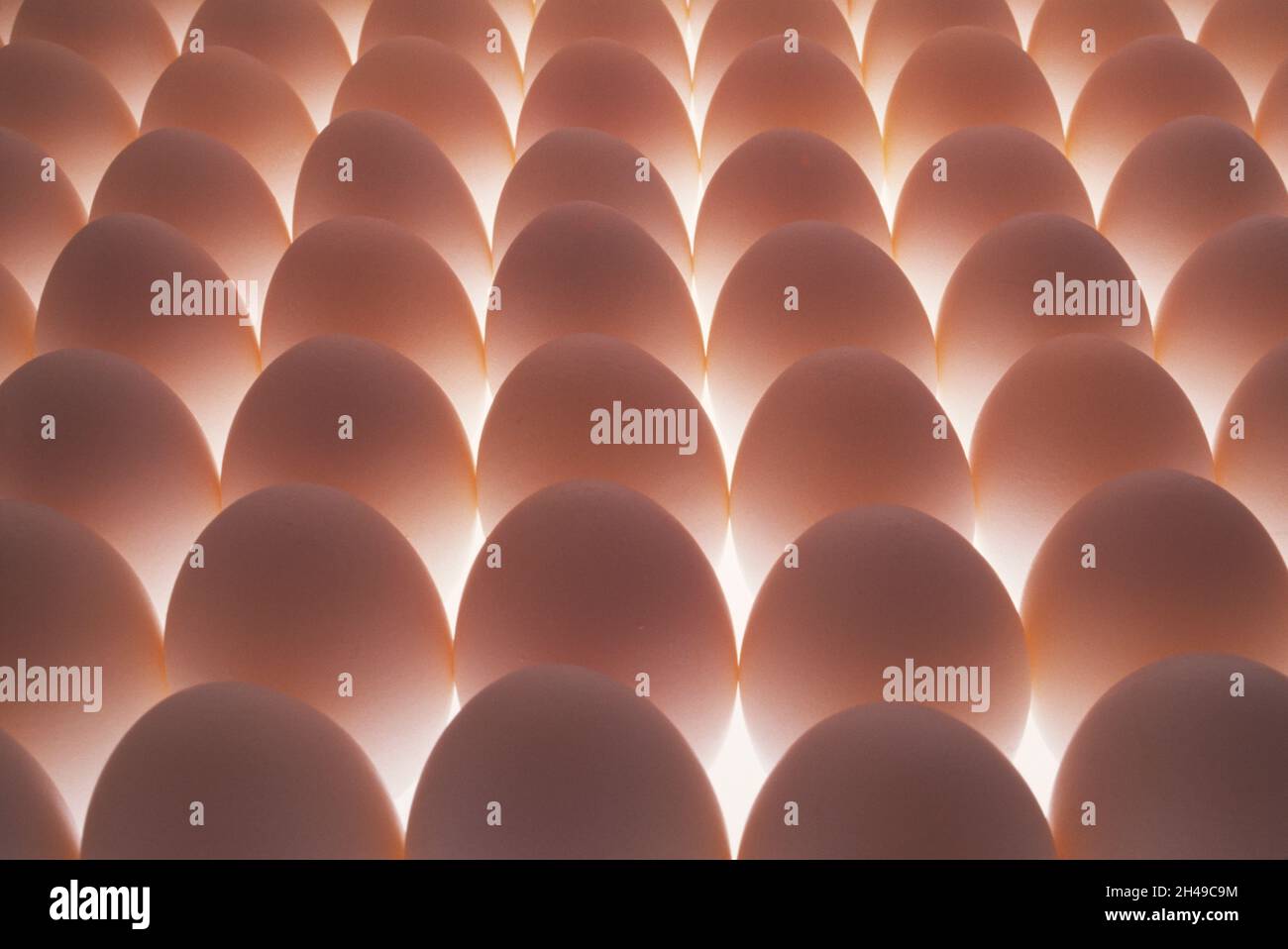 Stillleben. Essen. Nahaufnahme mehrerer Hühnereier. Stockfoto
