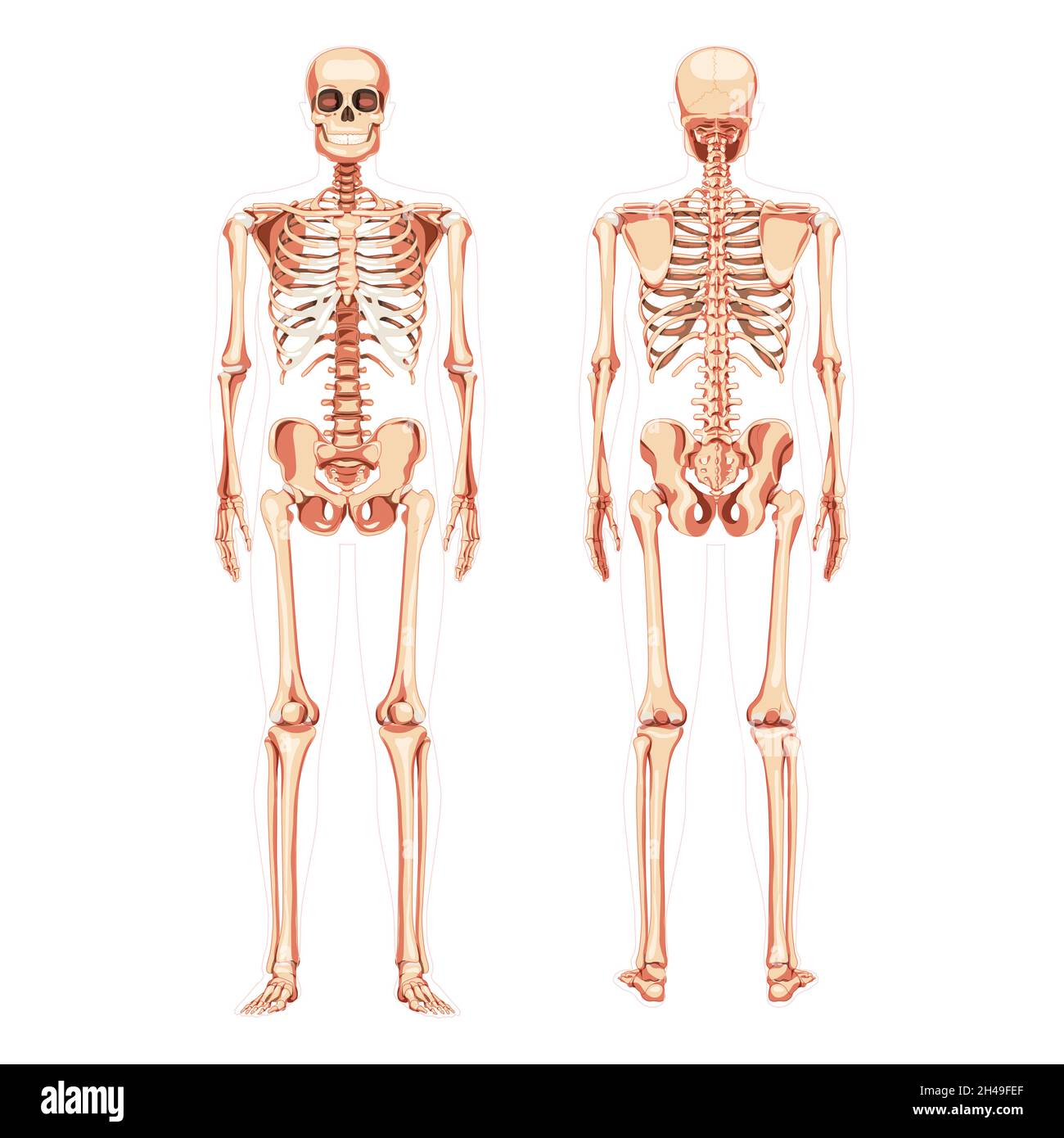 Skelett menschliches Diagramm realistische Rückansicht von vorne. Satz von flachen natürlichen Farbe Vektor-Illustration didaktischen Board der Anatomie isoliert auf weißem Hintergrund medizinische Infografik Banner, menschlichen Schädel Wirbelsäule Stock Vektor