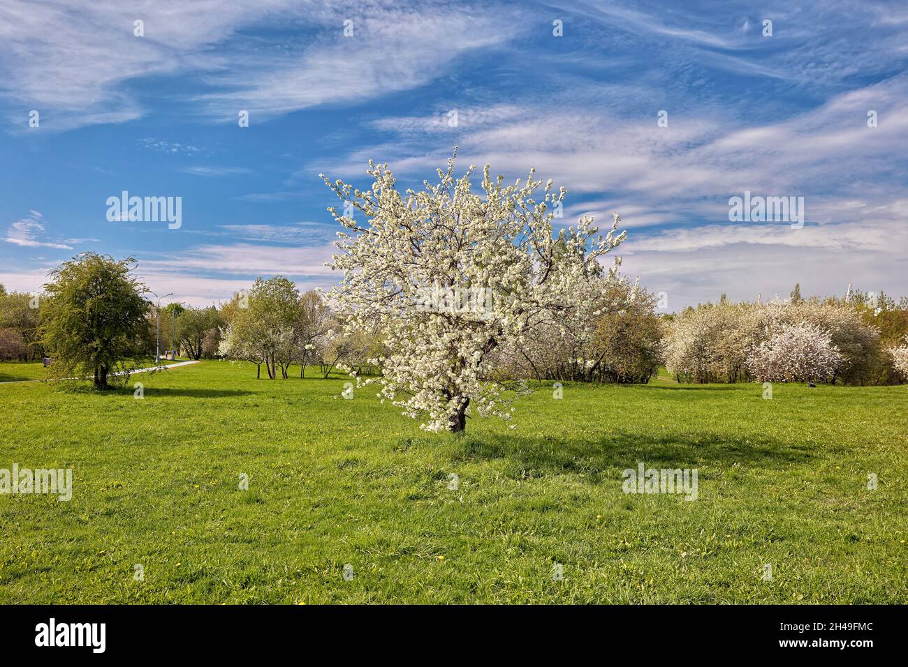 Alter Apfelbaum (Malus domestica) blüht im Frühjahr. Kolomenskoje gut, Moskau, Russland. Stockfoto