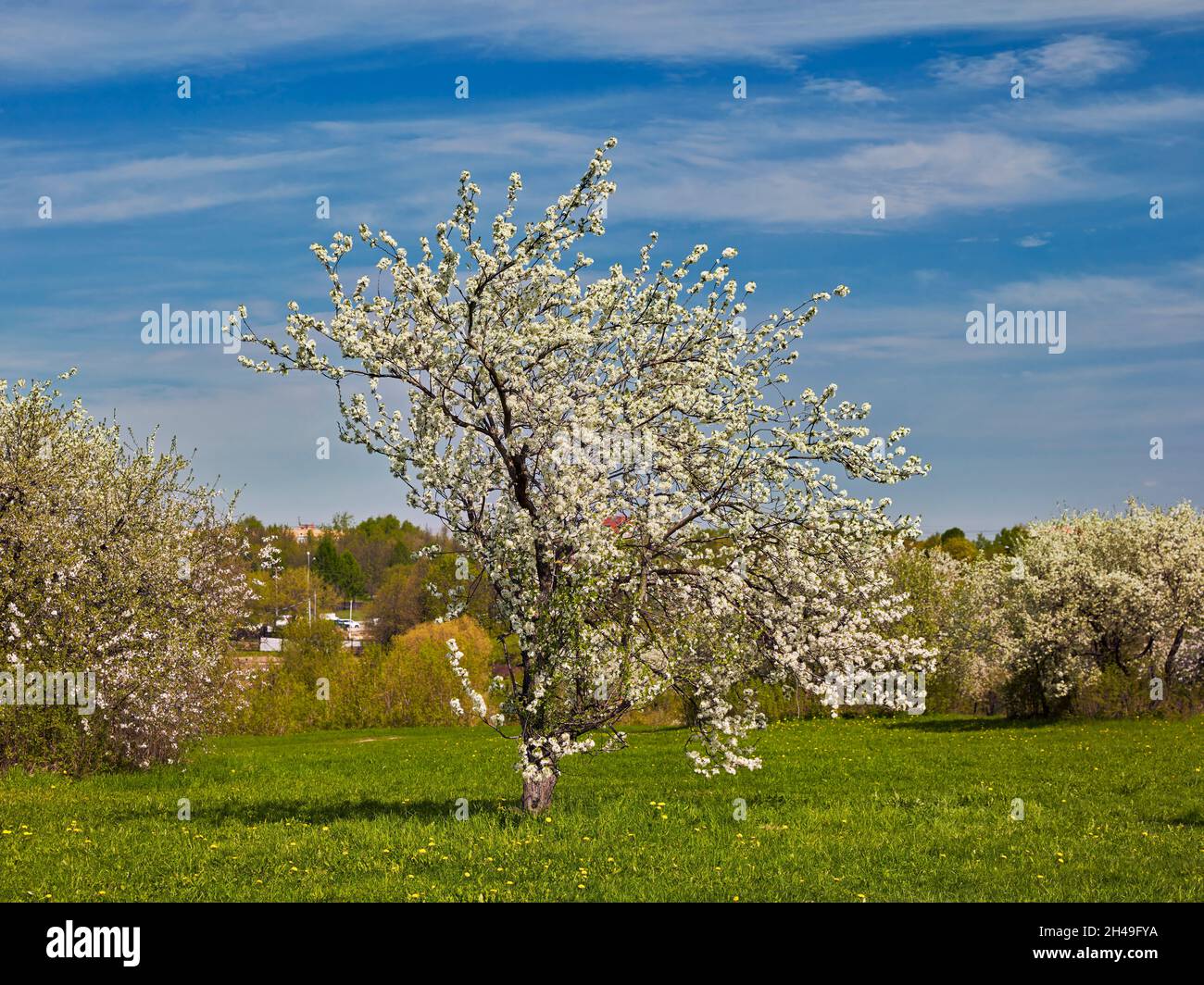 Alter Apfelbaum (Malus domestica) blüht im Frühjahr. Kolomenskoje gut, Moskau, Russland. Stockfoto