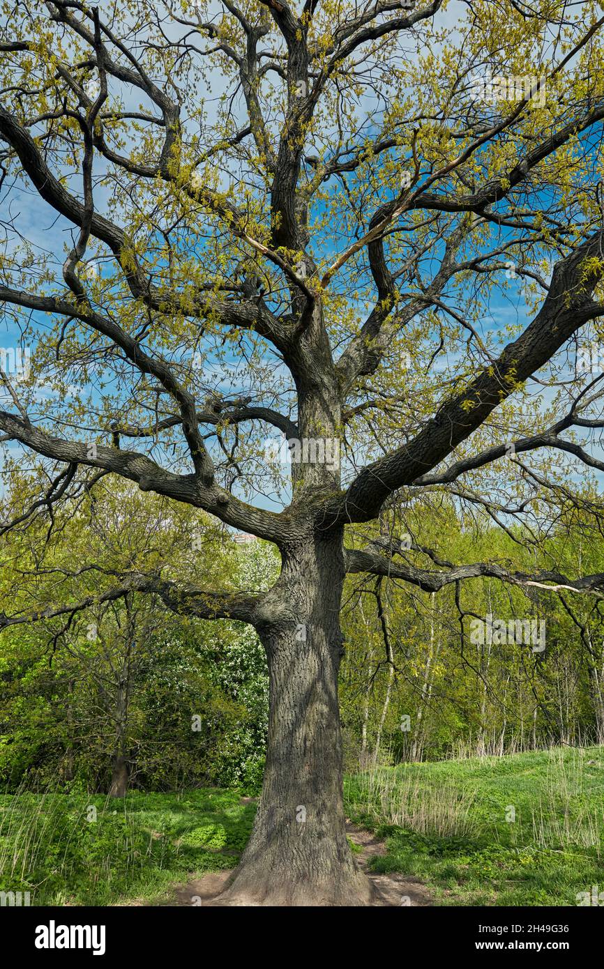 Alte Eiche (Quercus robur), die im Frühjahr zu Blatt kommt. Kolomenskoje gut, Moskau, Russland. Stockfoto