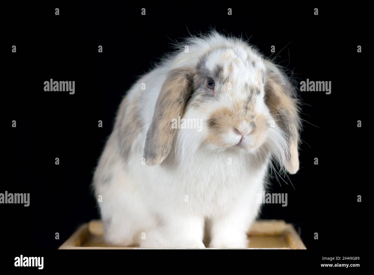 Niedliches weißes und braunfleckiges, lop-Kaninchen, das auf schwarzem Hintergrund posiert Stockfoto
