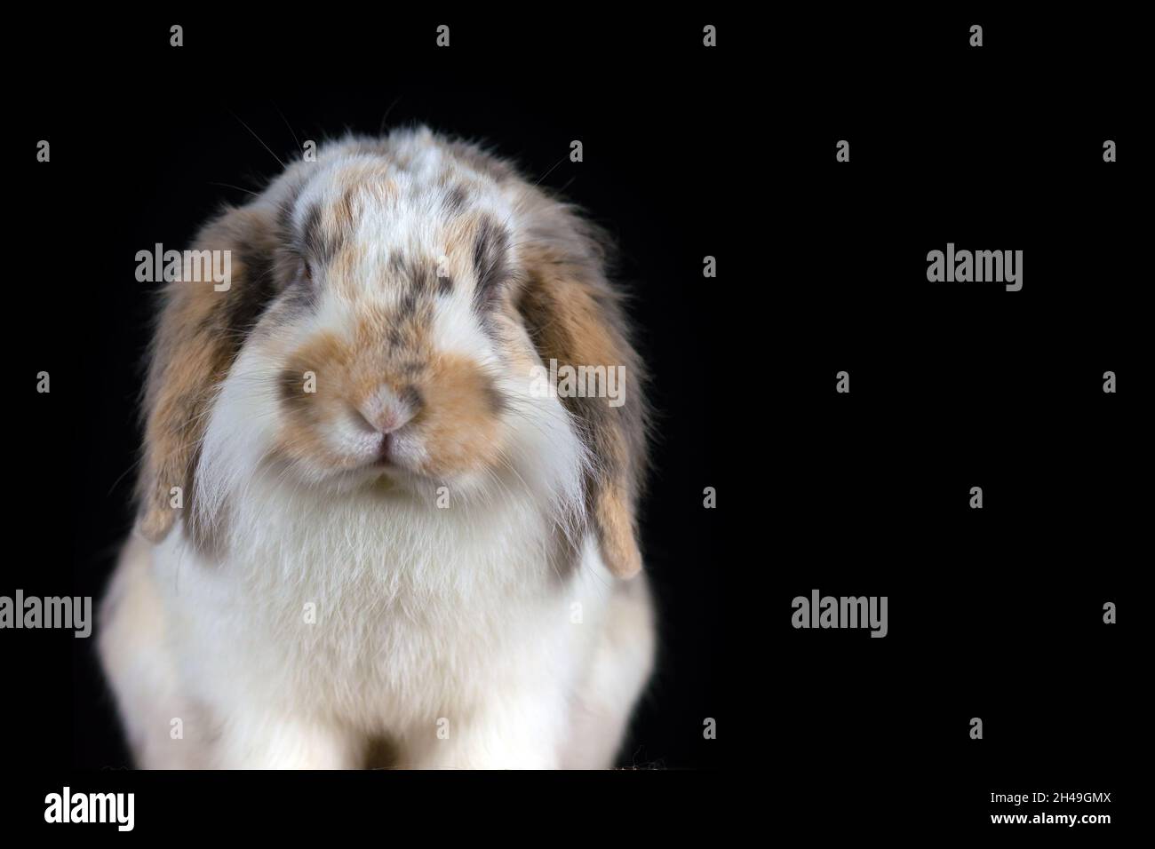 Niedliches weißes und braunfleckiges, lop-Kaninchen, das auf schwarzem Hintergrund posiert Stockfoto