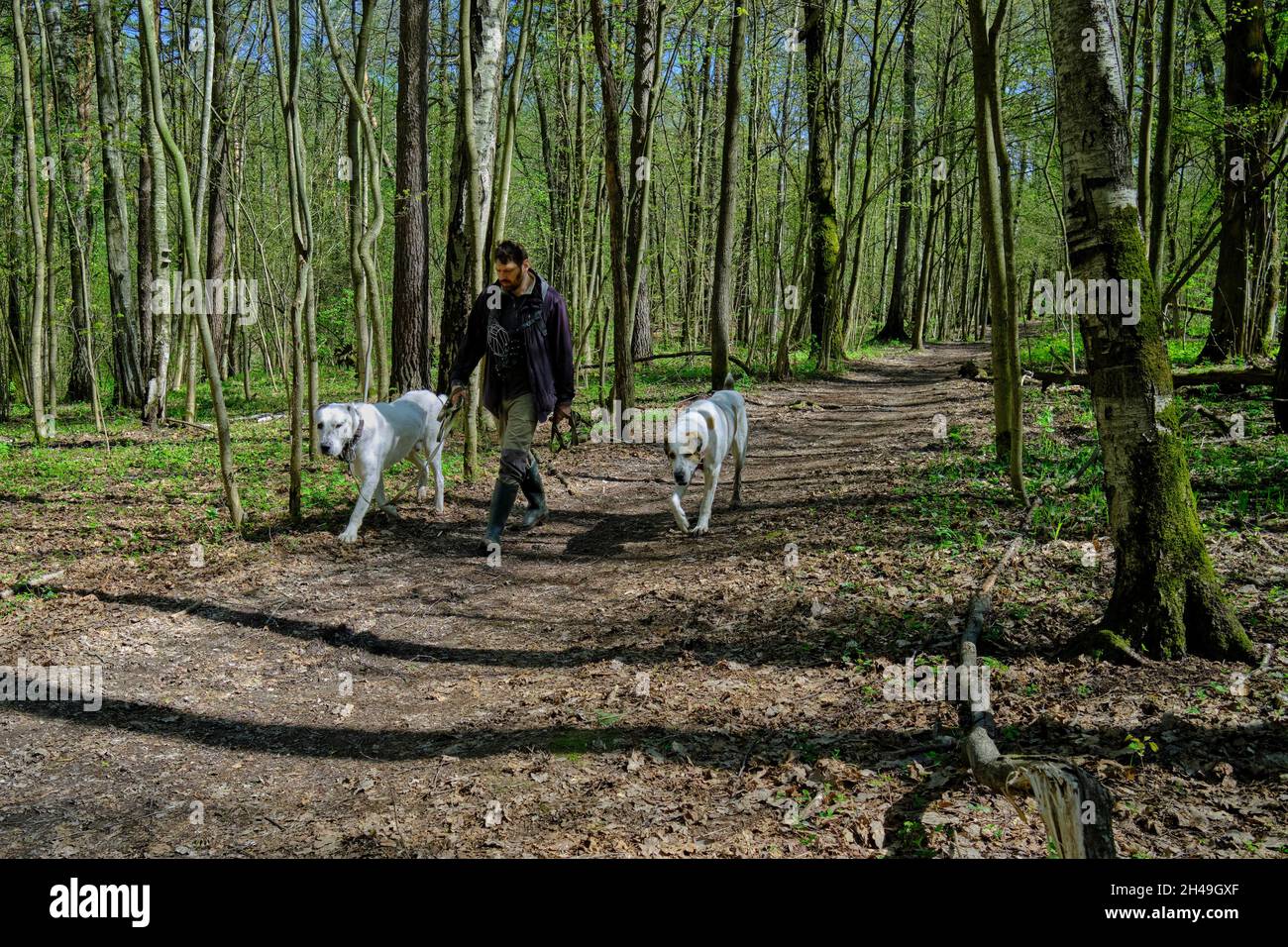 Mann, der mit seinen zwei großen Hunden im Bitsevski Park (Bitsa Park) läuft. Moskau, Russland. Stockfoto