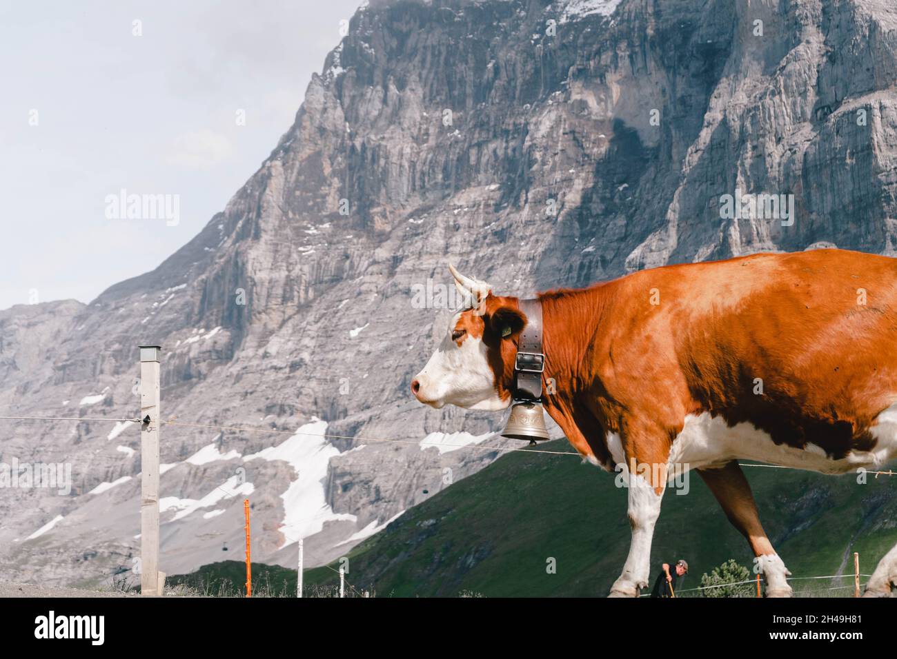Schweizer Kuh läuft frei in den Bergen. Stockfoto