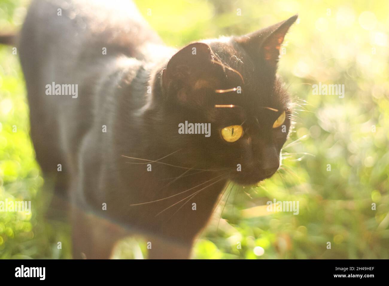 Schwarze Katze with gelbe Augen im Sonnenlicht auf dem grünen Gras Stockfoto