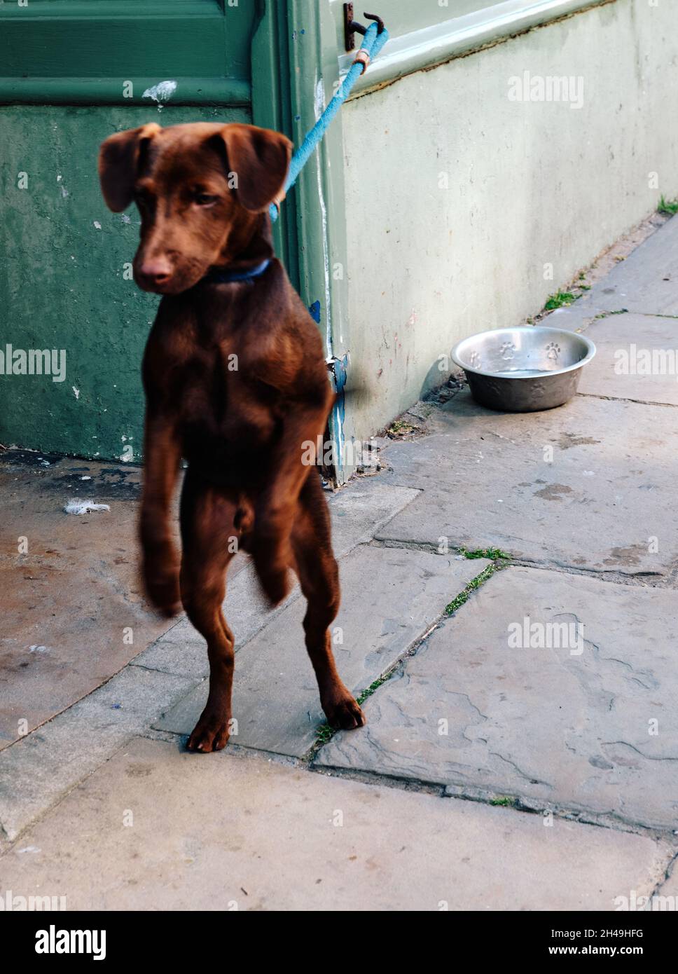 Ein sprungender, verschwommener Welpenhund an einer Leine vor einem Laden mit einer Wasserschale auf dem Bürgersteig. Stockfoto