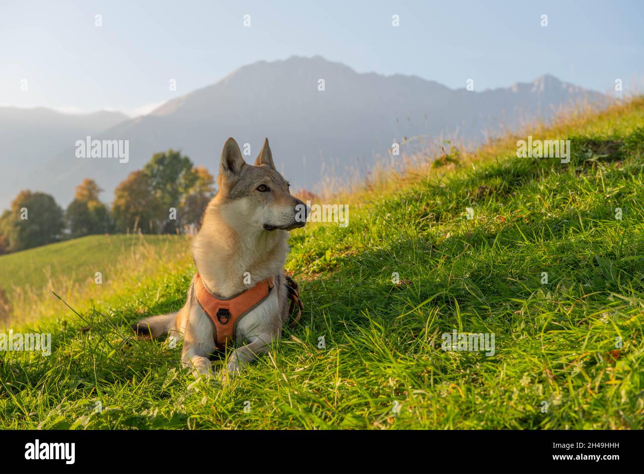 wolf Hund auf freiem Fuß zur Verteidigung von Privateigentum Stockfoto