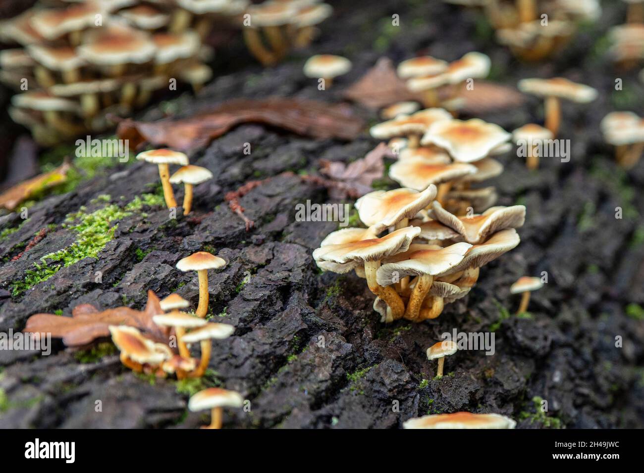 Nahaufnahme von Pilzen auf einem Baum im Wald im Herbst Stockfoto