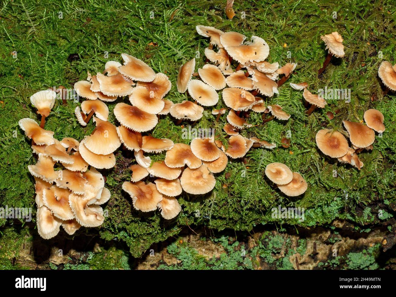 Marasmiaceae Fungi, Arnside, Milnthorpe, Cumbria, Großbritannien Stockfoto