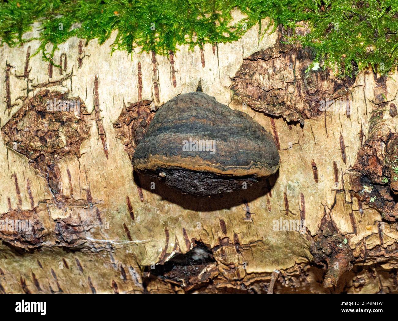 Ein schwarzer Bracket-Polyporus, Arnside, Milnthorpe, Cumbria, Großbritannien Stockfoto