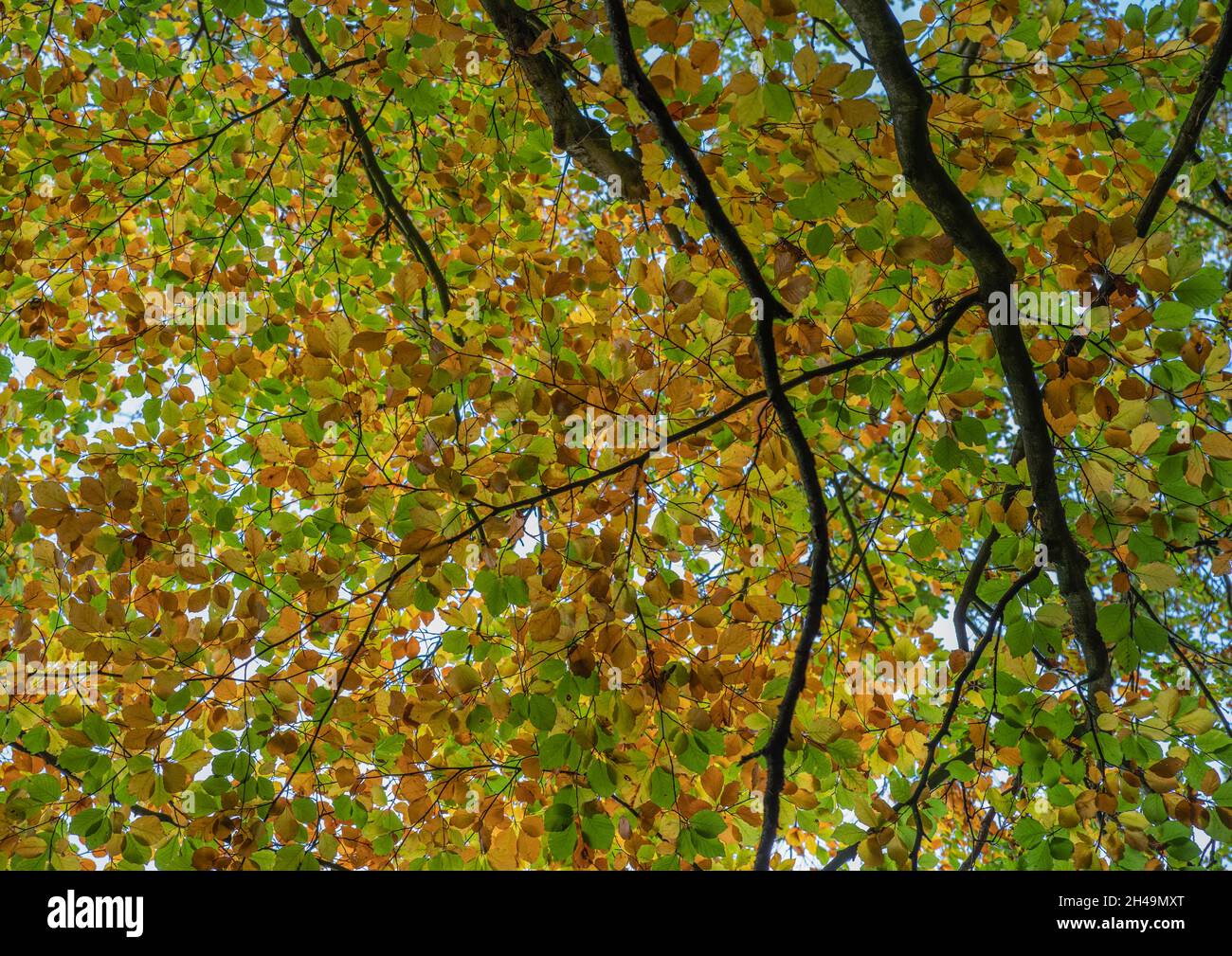 Mehrfarbiger Baumblatthimmel mit Ästen, die mit Herbstfarben aufblicken. Stockfoto