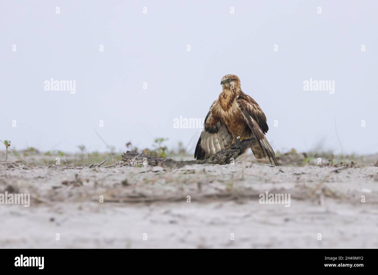 Langbeiniger Bussard Stockfoto.langbeiniger Bussard ist ein Greifvogel, der in mehreren Teilen Eurasiens und in Nordafrika weit verbreitet ist. Stockfoto