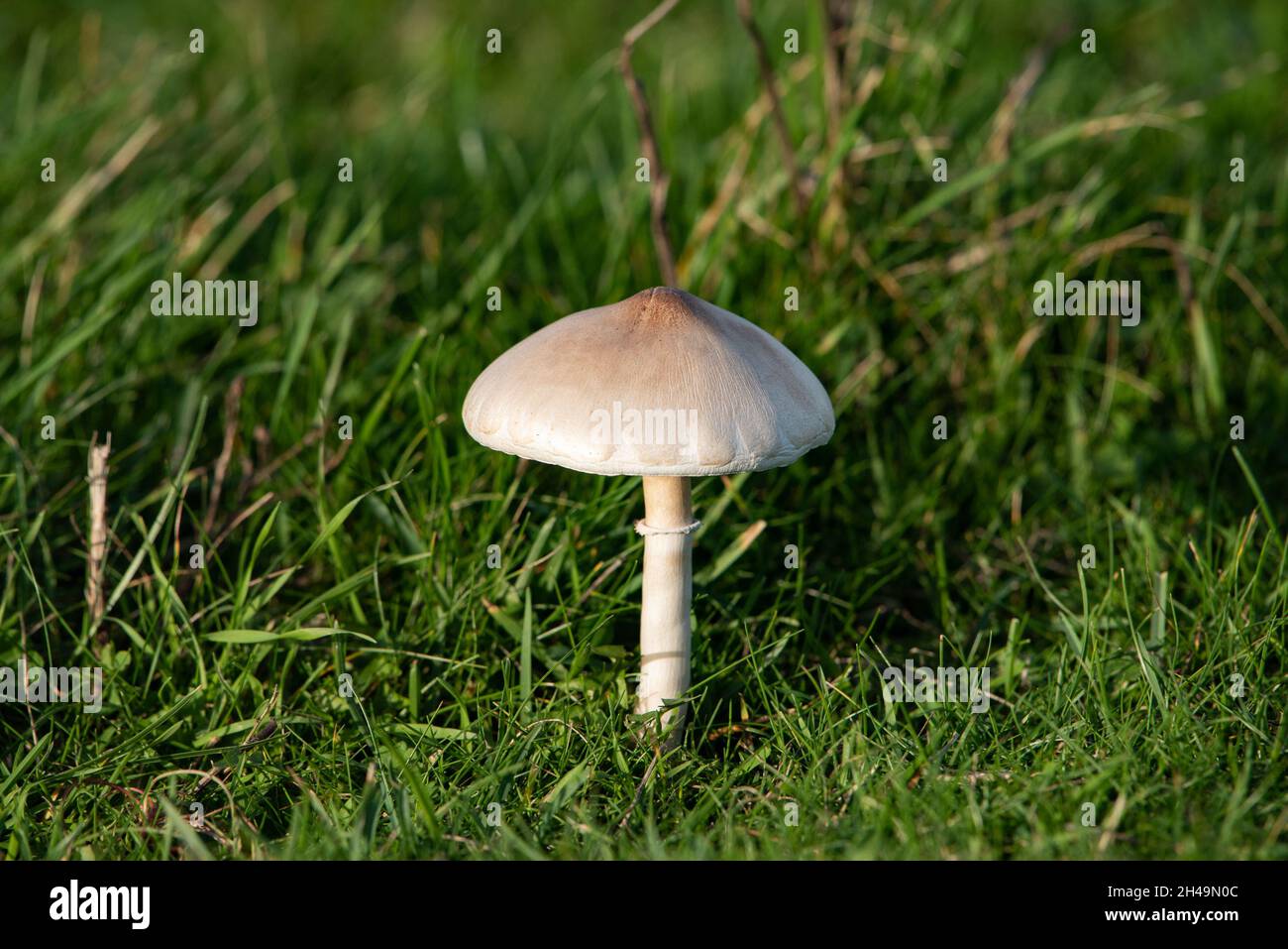 Agaricaceae Fungi, Walney Island, Barrow-in-Furness, Cumbria, Großbritannien. Es war der letzte bemannte Leuchtturm in England. Stockfoto