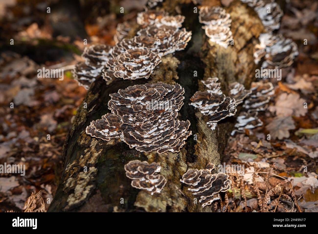 Putenschwanzpilze, Arnside, Milnthorpe, Cumbria, Großbritannien Stockfoto
