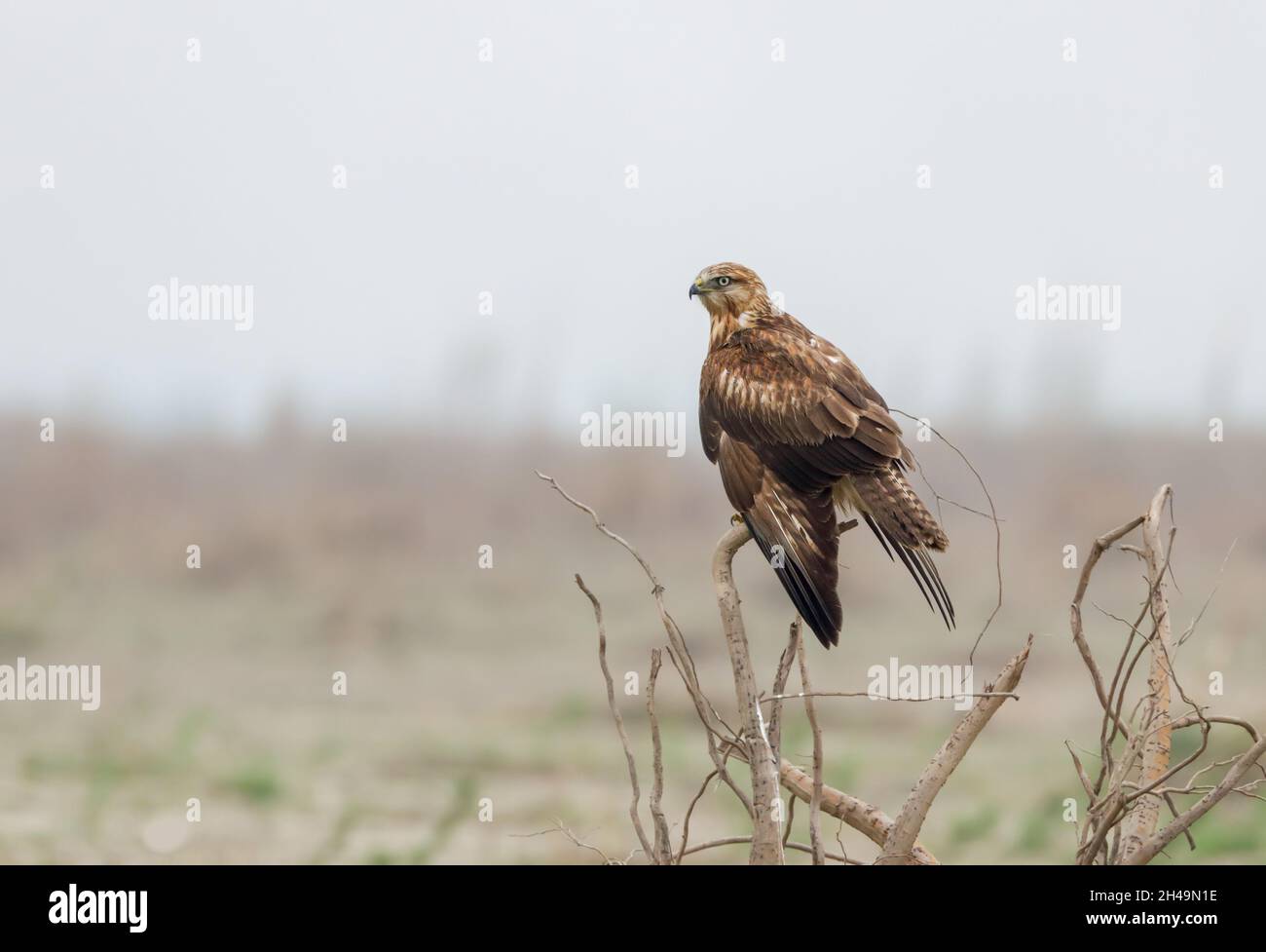 Langbeiniger Bussard Stockfoto.langbeiniger Bussard ist ein Greifvogel, der in mehreren Teilen Eurasiens und in Nordafrika weit verbreitet ist. Stockfoto