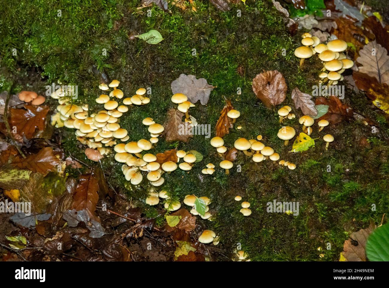 Schwefeltuftpilz, Arnside, Milnthorpe, Cumbria, Großbritannien Stockfoto