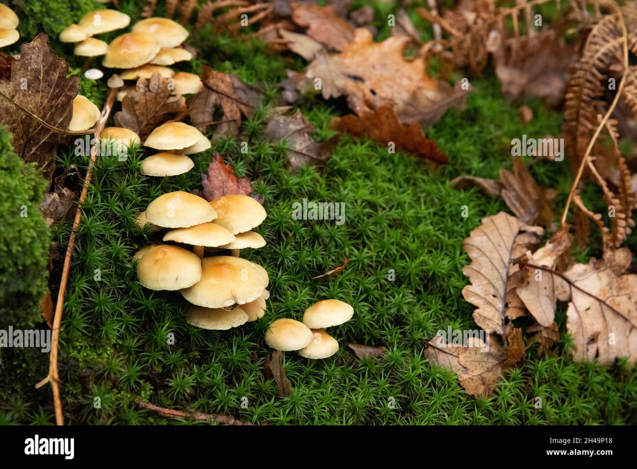 Schwefeltuftpilz, Arnside, Milnthorpe, Cumbria, Großbritannien Stockfoto
