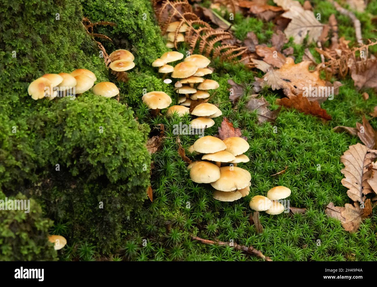 Schwefeltuftpilz, Arnside, Milnthorpe, Cumbria, Großbritannien Stockfoto