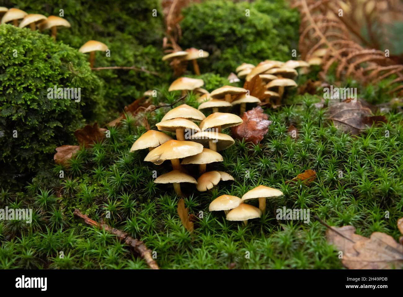 Schwefeltuftpilz, Arnside, Milnthorpe, Cumbria, Großbritannien Stockfoto