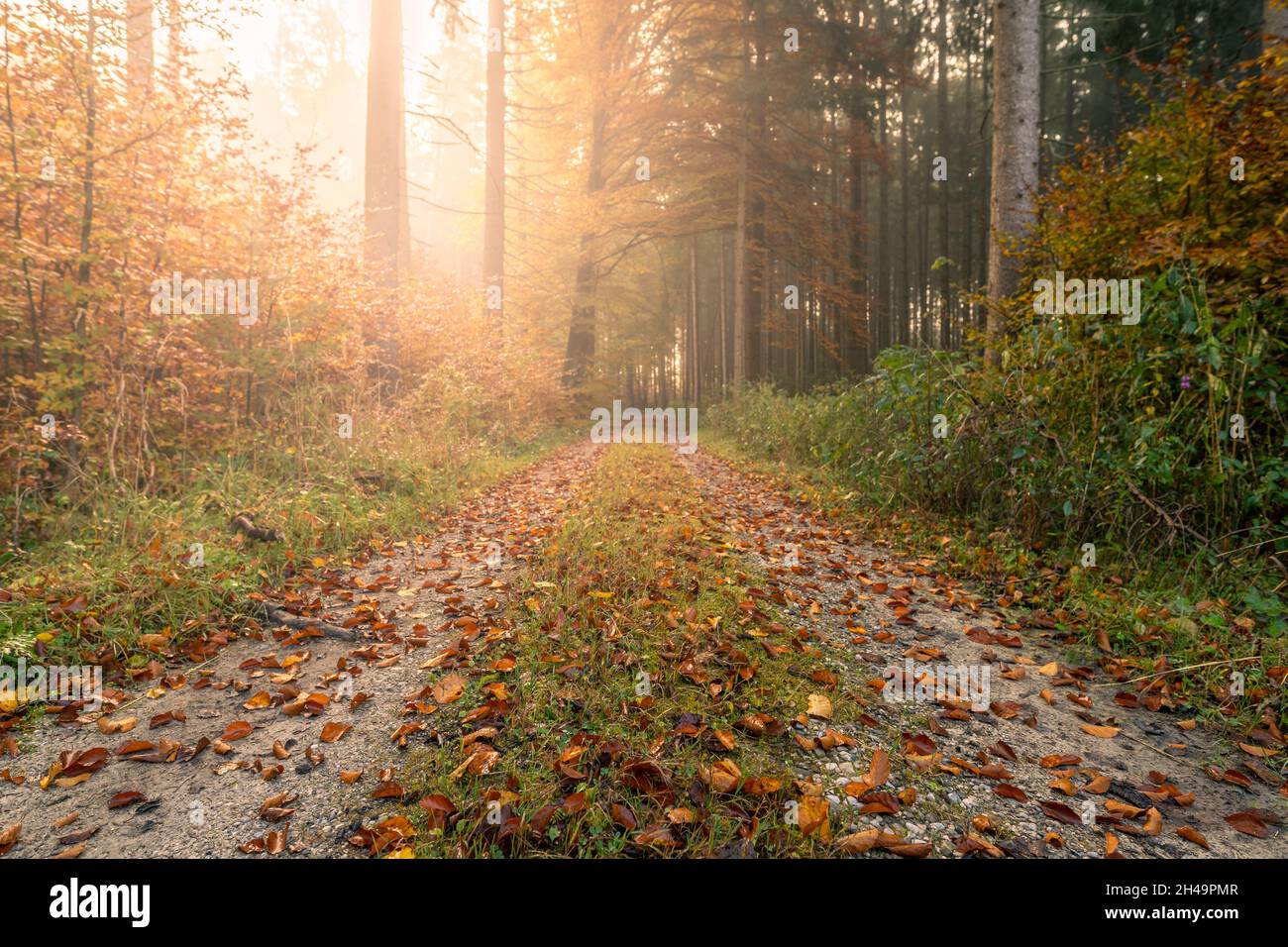 Sonnenlicht strömt durch einen herbstlichen Wald mit einer idyllischen Landstraße. Stockfoto