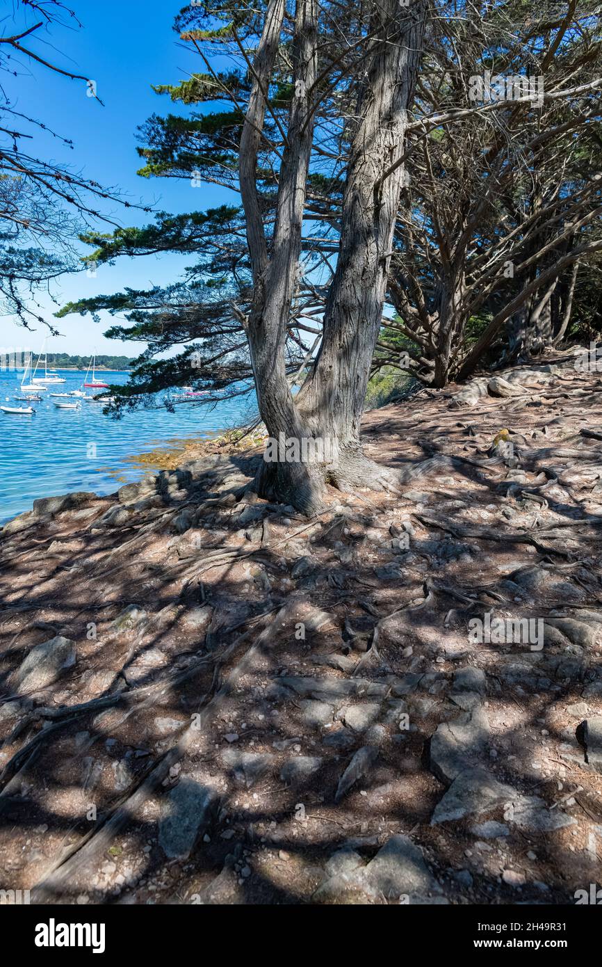 Bretagne, Insel Ile aux Moines im Golf von Morbihan, wunderschöne Landschaft im Sommer, mit einem großen Kiefernbaum mit Wurzeln Stockfoto