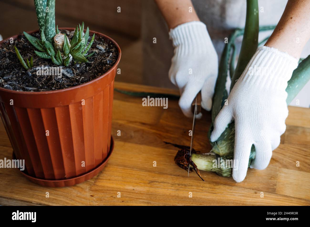 Wie man Aloe Vera anpflanzt und anpflanzt Sukulente Zimmerpflanze zu Hause. Aloe  Vera Pflanzenpflege. Weibliche Hand in Gartenhandschuhen schneiden und  umtopfen Aloe barbadensis Pflanze Stockfotografie - Alamy