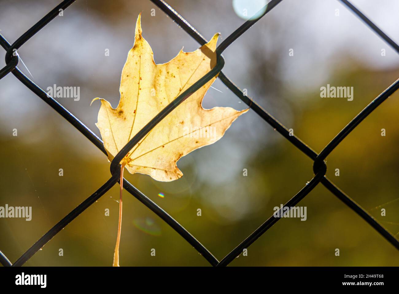 Ein Herbstblatt auf einem Kettengliederzaun Stockfoto