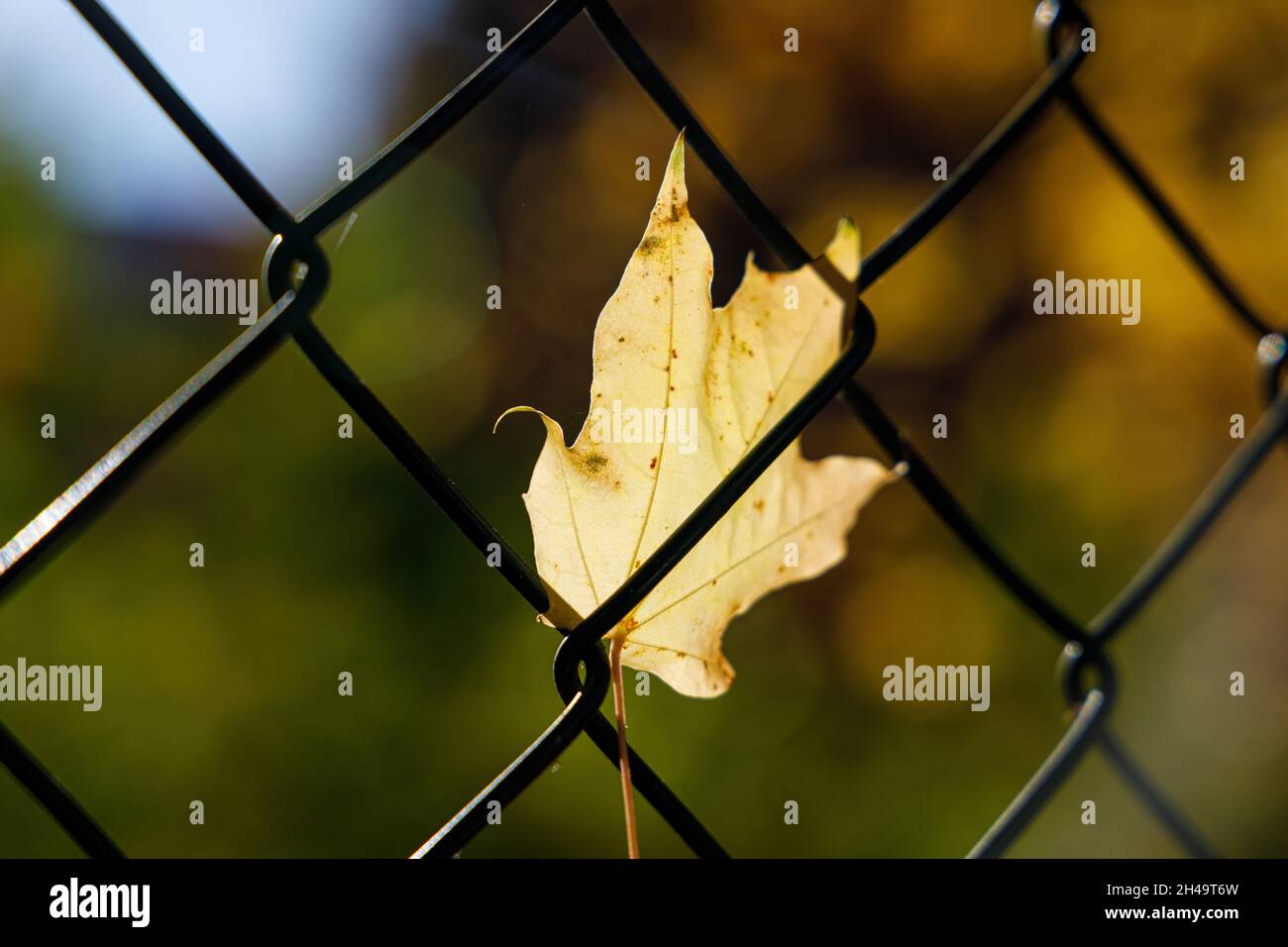 Ein Herbstblatt auf einem Kettengliederzaun Stockfoto