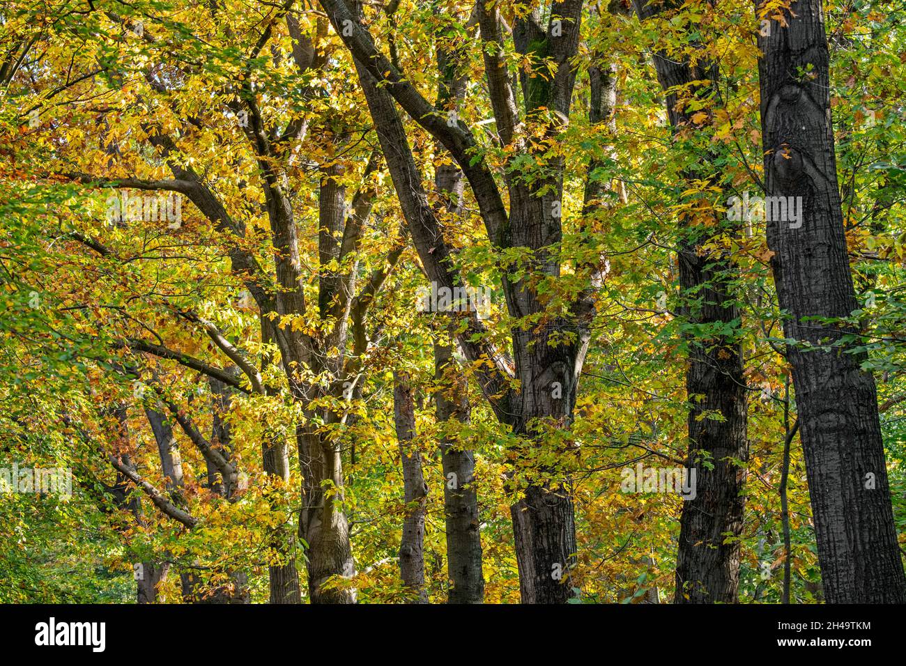 Buchen- und Eichenbäume zeigen Laub in Herbstfarben im Wald Stockfoto