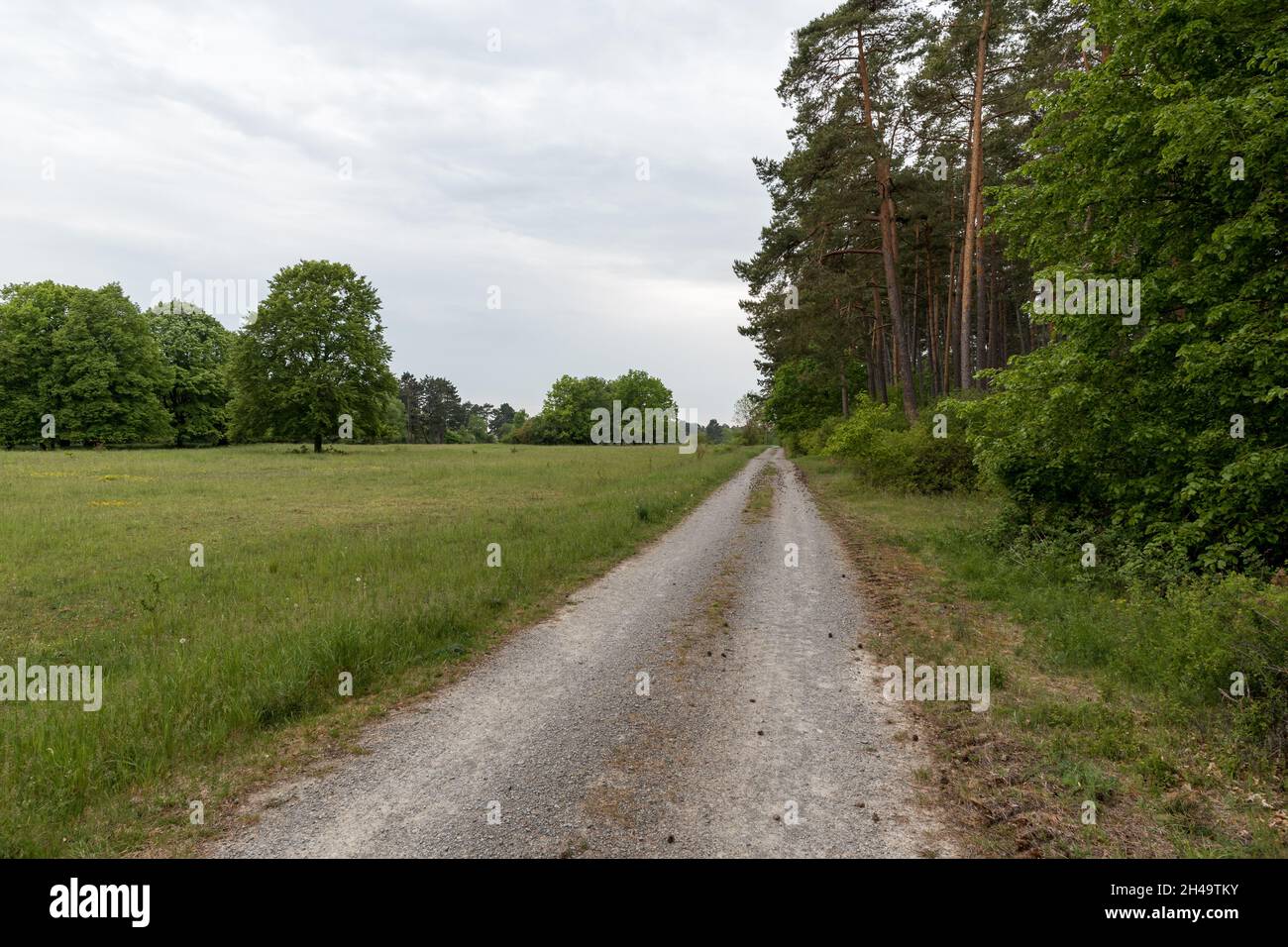 Deutscher Wald mit Pfad im Integralen Naturschutzgebiet Brachenleite bei Tauberbischofsheim. Stockfoto