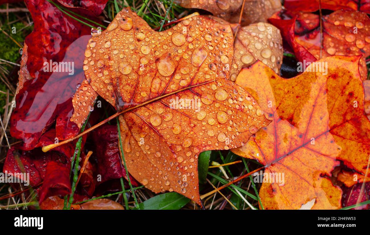 Herbstregen auf die vergilbten Blätter Stockfoto