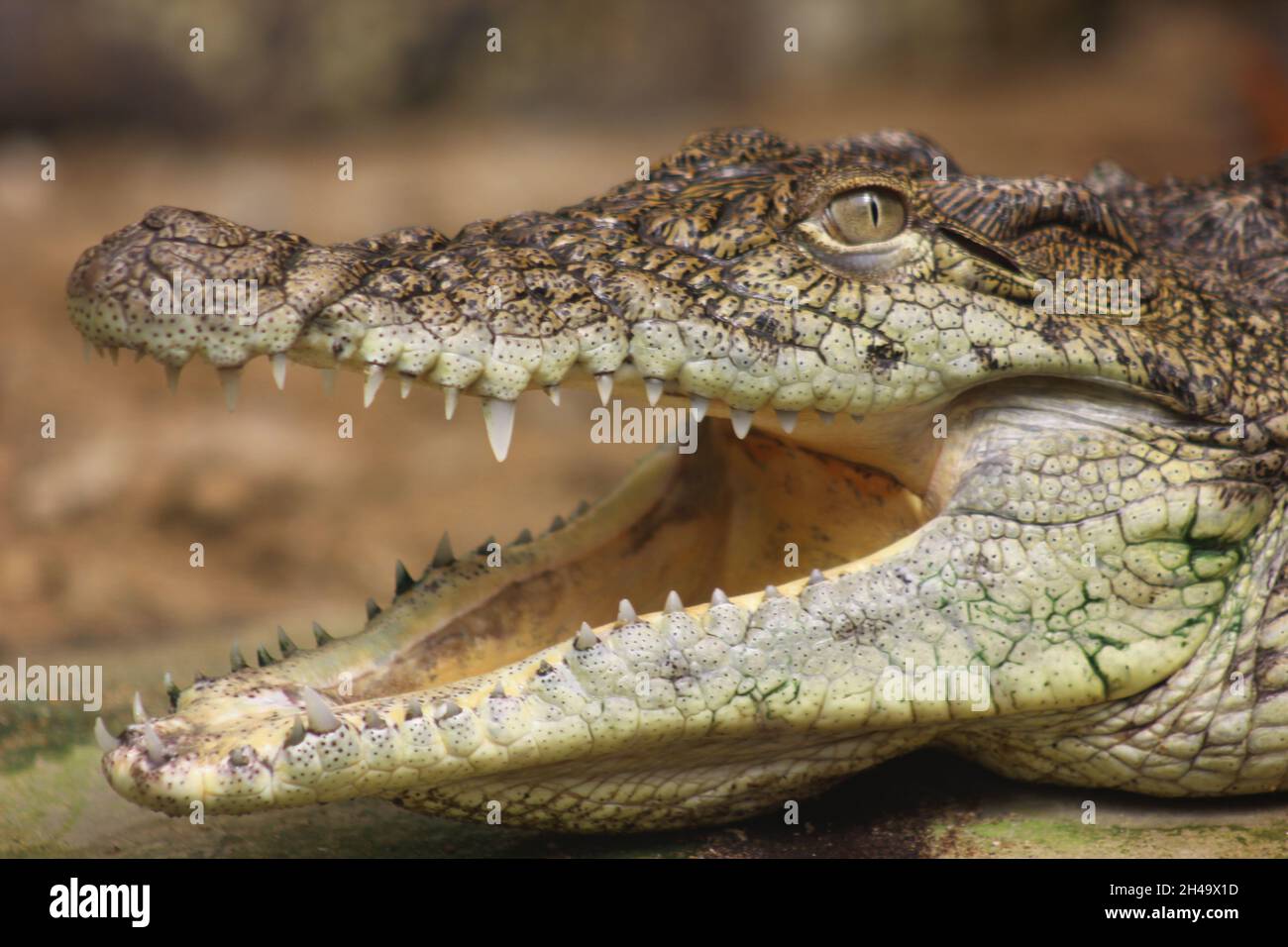 Tiere in der Wildnis Tier Themen Tier Tierwelt Reptil ein Tier Krokodil Tier Tier Körper Teil close-up Wirbeltier Schild Warnschild communica Stockfoto