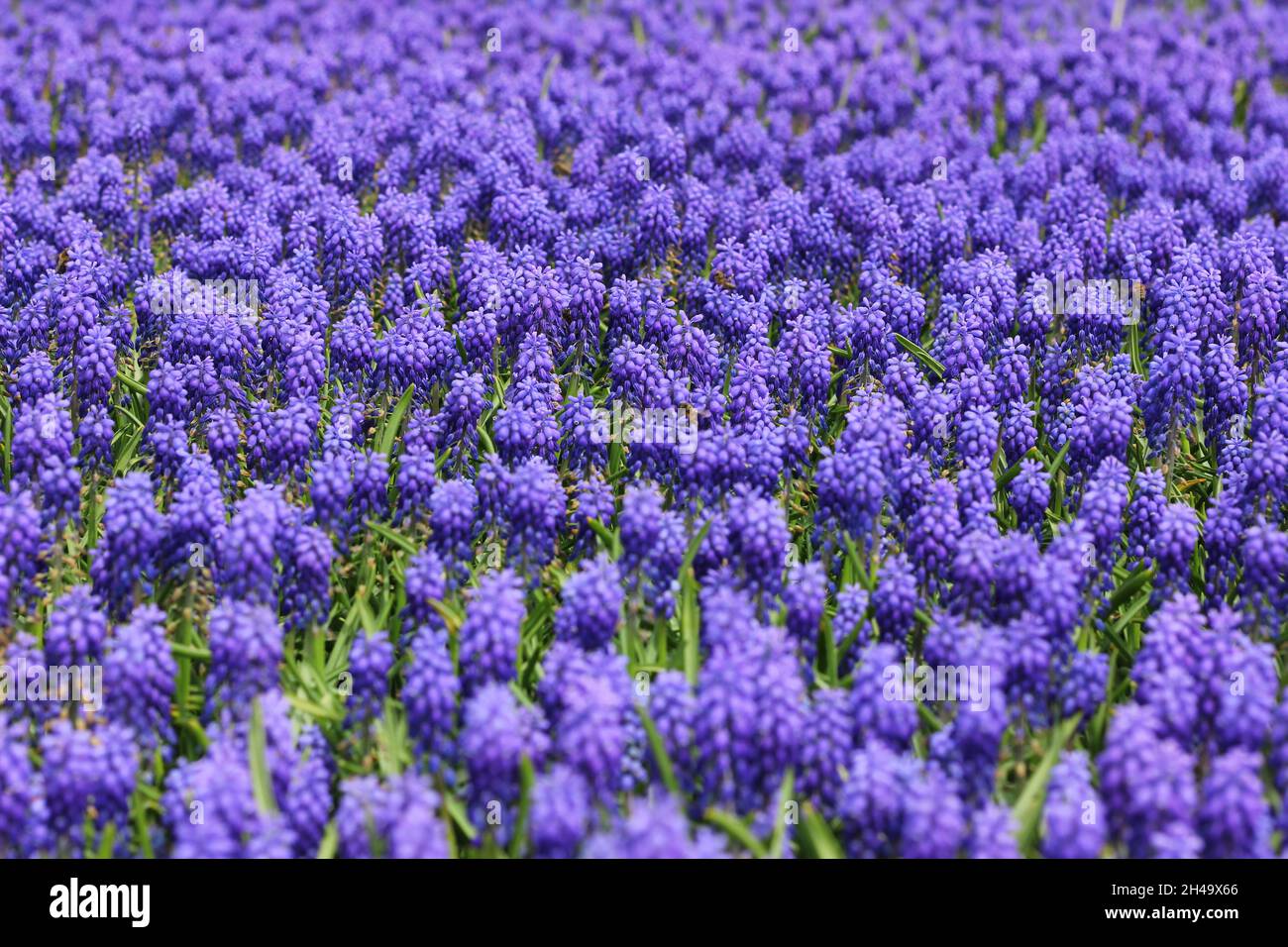 Lila Blühende Pflanze Blume Schönheit in der Natur Pflanzenwachstum Frische Feld Lavendel Land full frame Vulnerability selektiver Fokus Hintergründe fragili Stockfoto