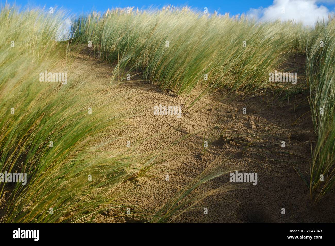 Gras auf den Sanddünen weht im Wind Formby Beach Stockfoto