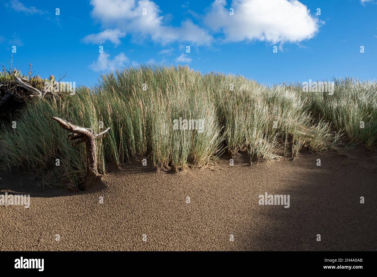 Gras auf den Sanddünen weht im Wind Formby Beach Stockfoto