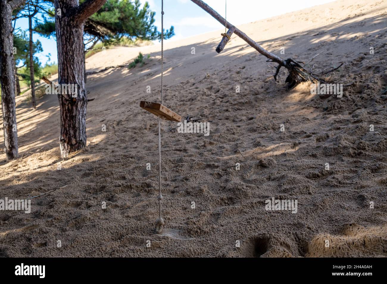 In den Sanddünen hängt eine Seilschaukel von Kiefernwäldern Stockfoto