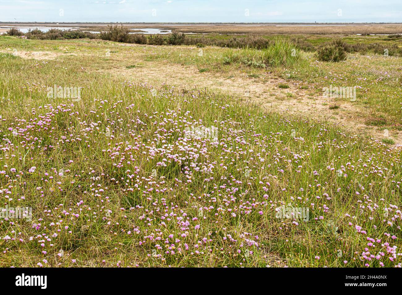 Sea Pinks blühen am Fluss Glaven auf den Salzwiesen des Blakeney National Nature Reserve in Blakeney, Norfolk UK Stockfoto