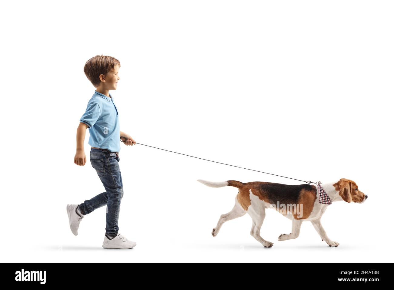 Ganzkörperaufnahme eines Jungen, der einen Beagle-Hund auf einem Blei auf weißem Hintergrund läuft Stockfoto