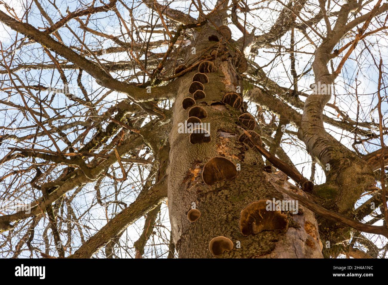 Baumpilze, Baumpilze Stockfoto