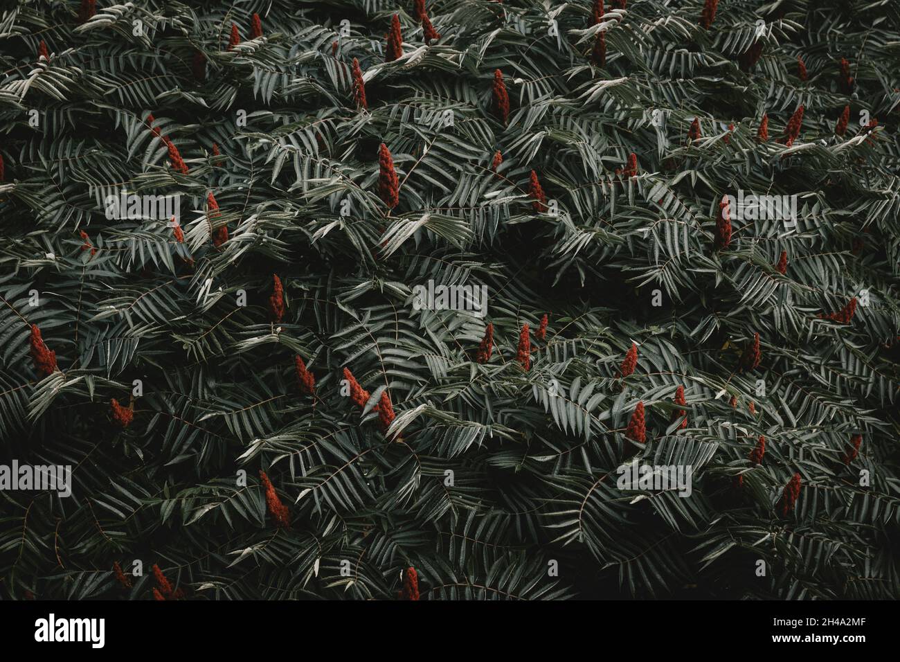 Muster aus Blättern und roten Blüten von Staghorn sumac rhus typhina Stockfoto