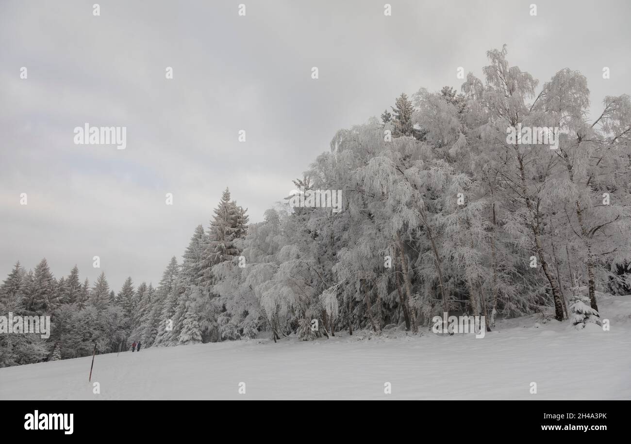 Winterwald, Winterwald Stockfoto