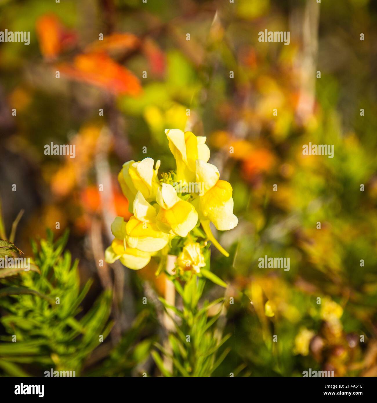 Gelbe Krötenflachs-Wildblume wächst entlang eines Pfades Stockfoto