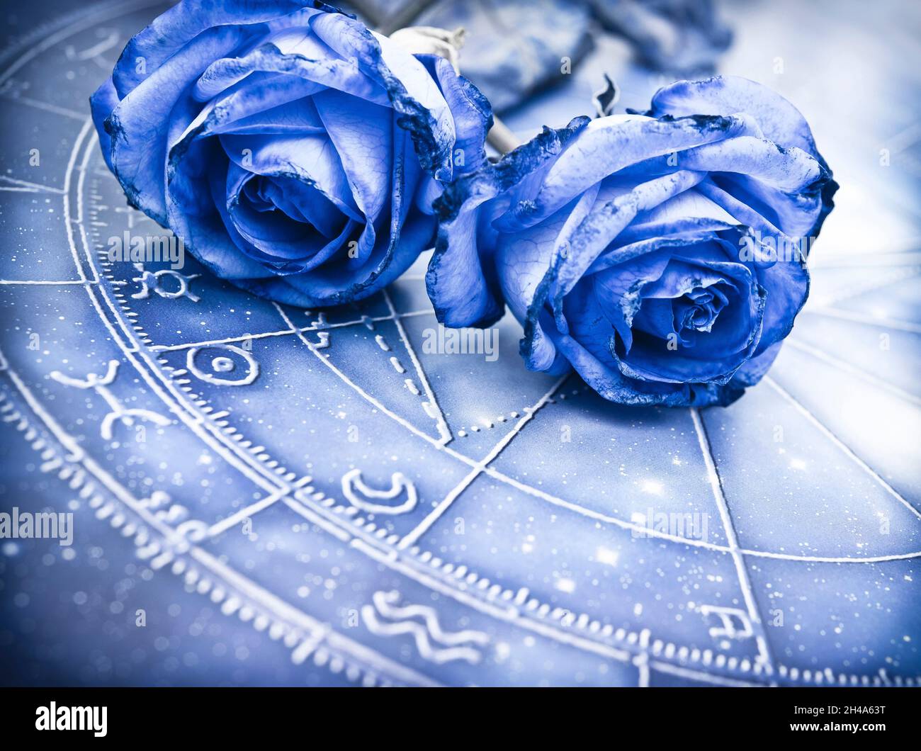 Romantisches Astrologie-Konzept mit Horoskop, blauem Tierkreis und schöner Blume blau Rose wie Tierkreis und Liebe und Ralationship Thema Stockfoto