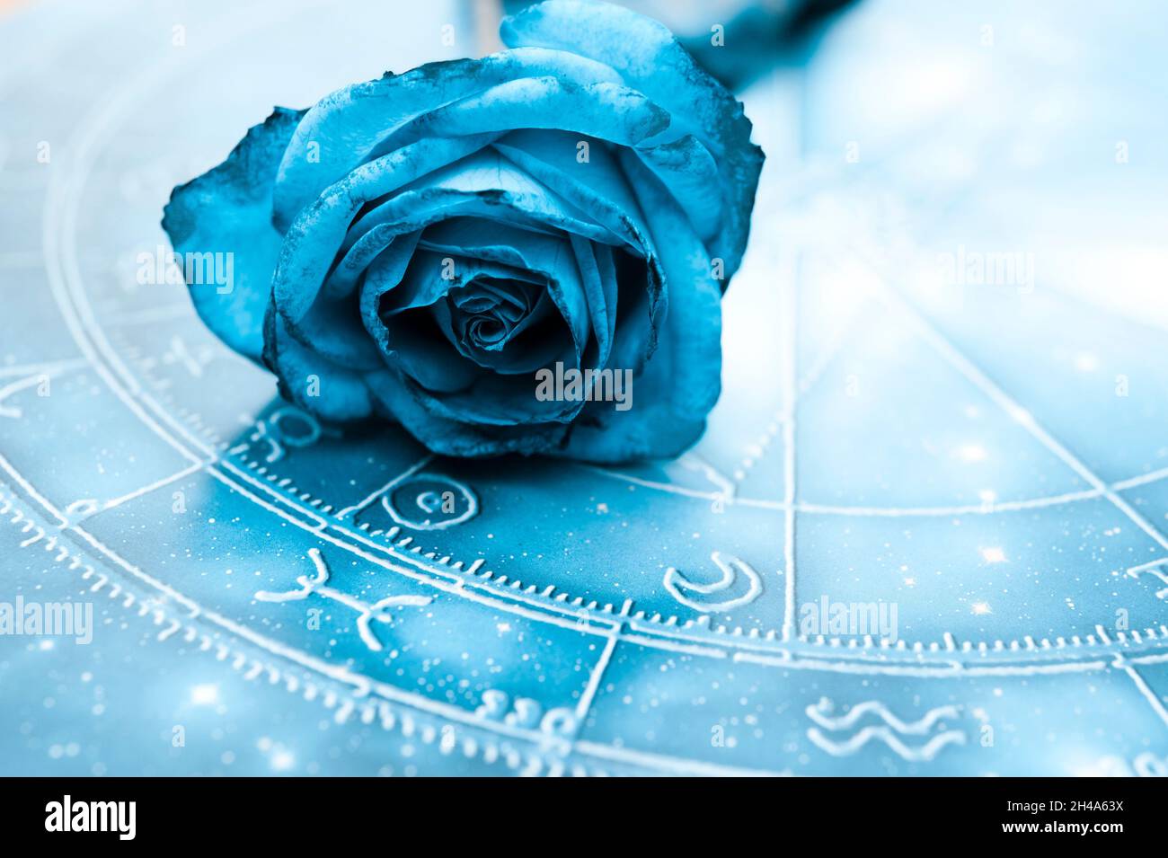 Romantisches Astrologie-Konzept mit Horoskop, blauem Tierkreis und schöner Blume blau Rose wie Tierkreis und Liebe und Ralationship Thema Stockfoto