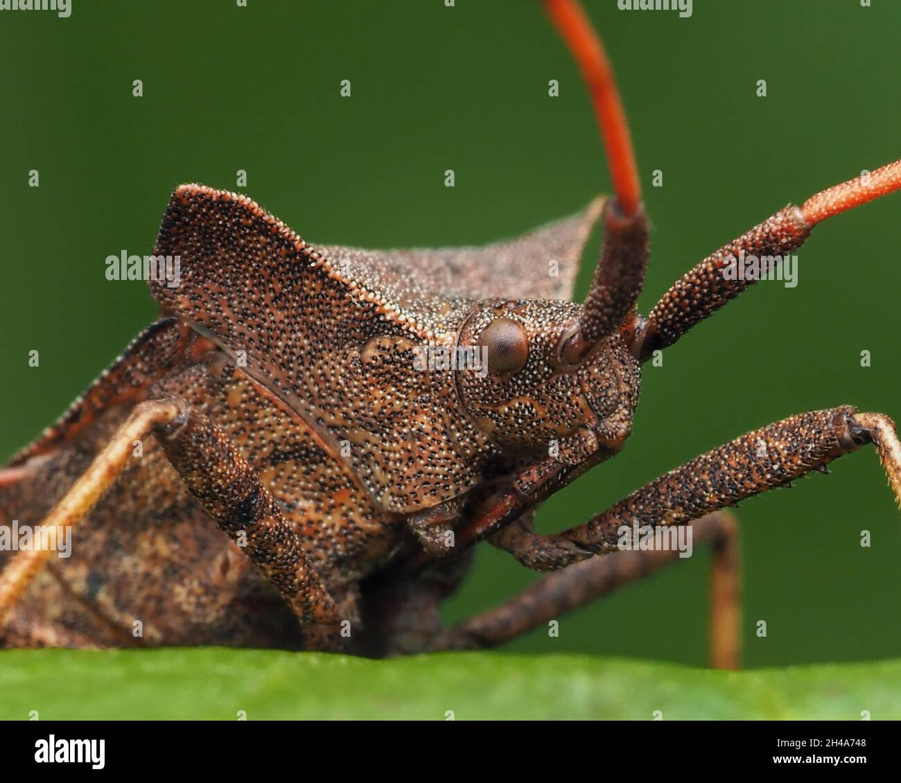 Nahaufnahme eines Hafenbugs (Coreus marginatus), der auf einem Blatt ruht. Tipperary, Irland Stockfoto