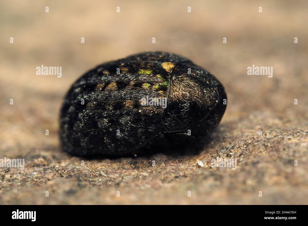 Citilus sericeus Pille Käfer in Ruhe auf dem Boden. Tipperary, Irland Stockfoto