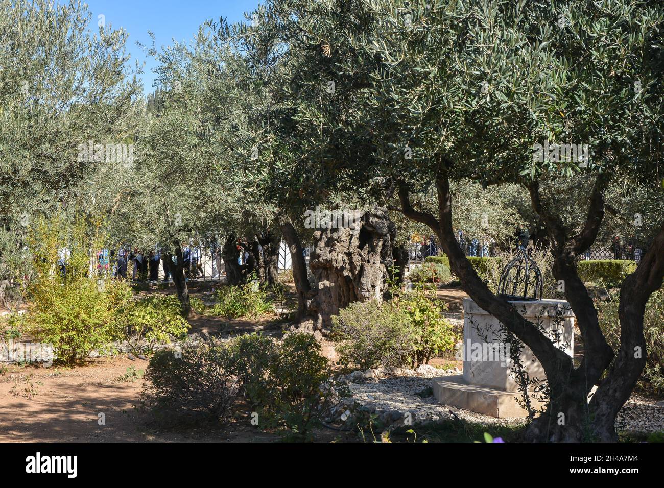 Alte Olivenbäume im Garten Gethsemane am Fuße des Ölbergs in Jerusalem. Stockfoto