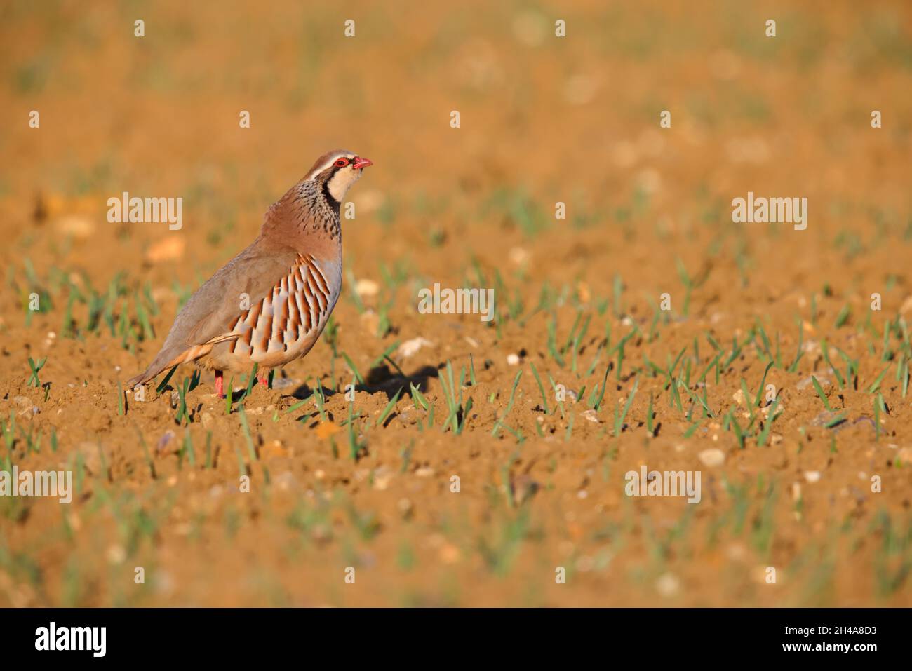 Ein erwachsenes Rotbeinhuhn oder französisches Rebhuhn (Alectoris rufa), das von einem gepflügten Feld in Suffolk, Großbritannien, aus ruft Stockfoto