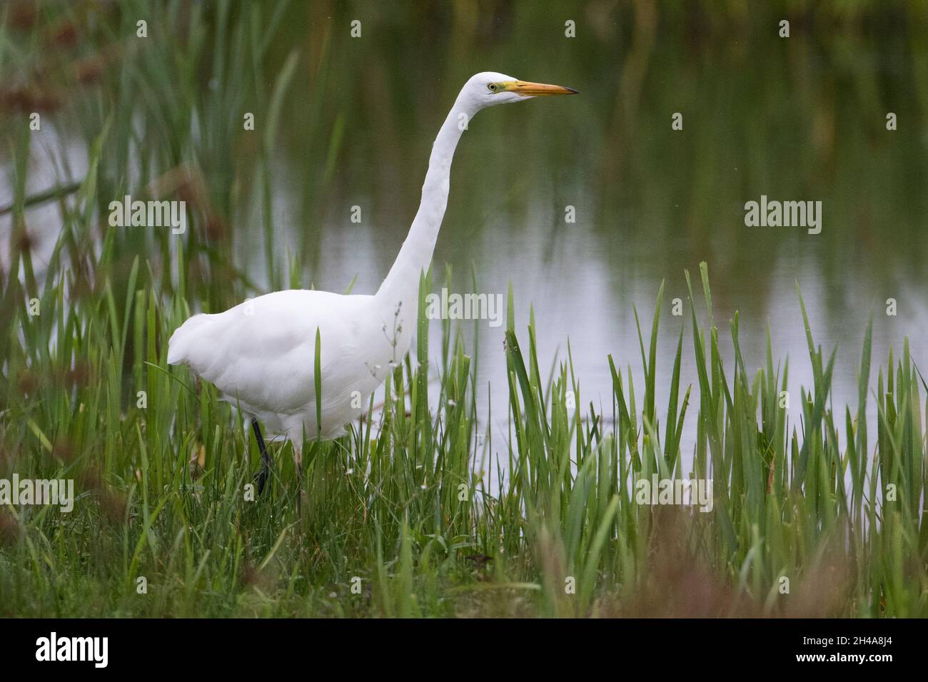 Erwachsener Weißreiher (Ardea alba), Spaziergang durch Iris im Catcott Lows Naturreservat, Somerset, England, Großbritannien, August 2021 Stockfoto